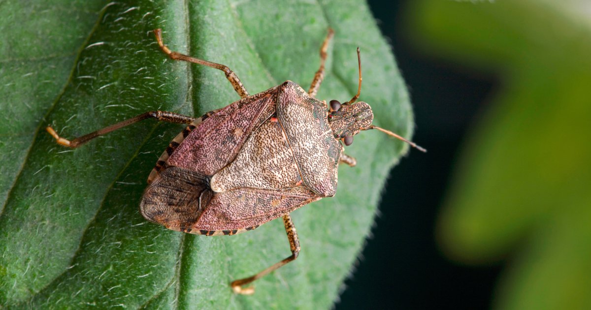Sendpad Insect Insect Orders ENT1005 Quiz - By joesanders