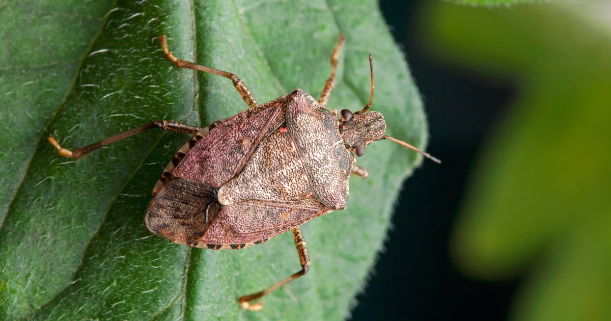 Insect Orders from Pictures ENT1005 Quiz By joesanders