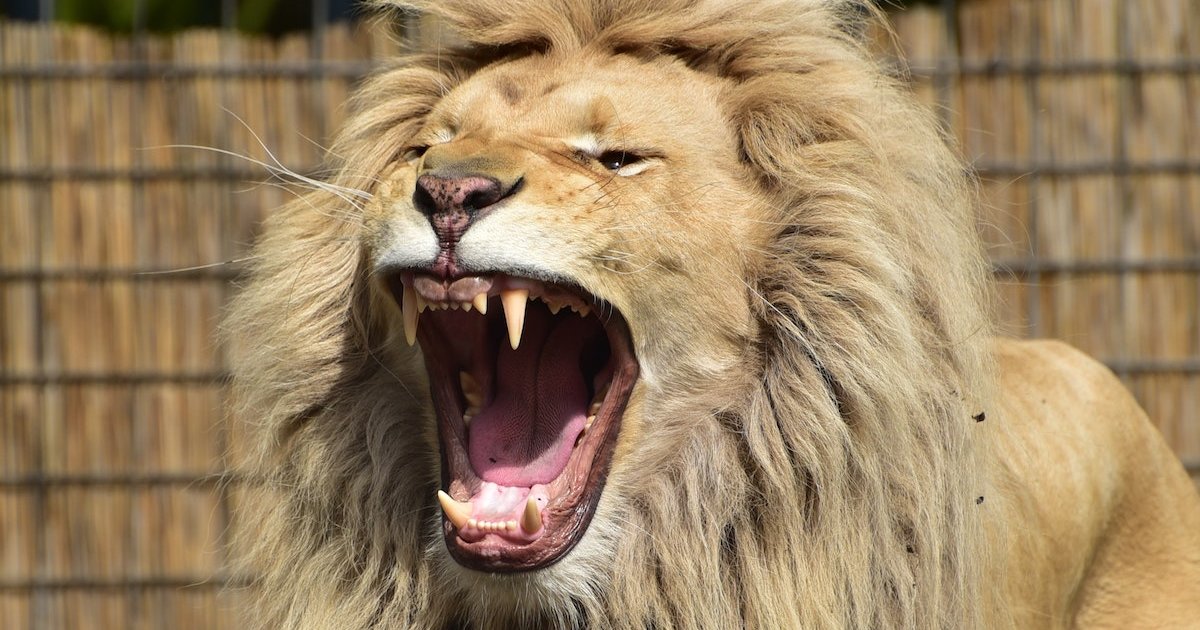 Countries with Lions as their National Animal Quiz By bobkitty1123