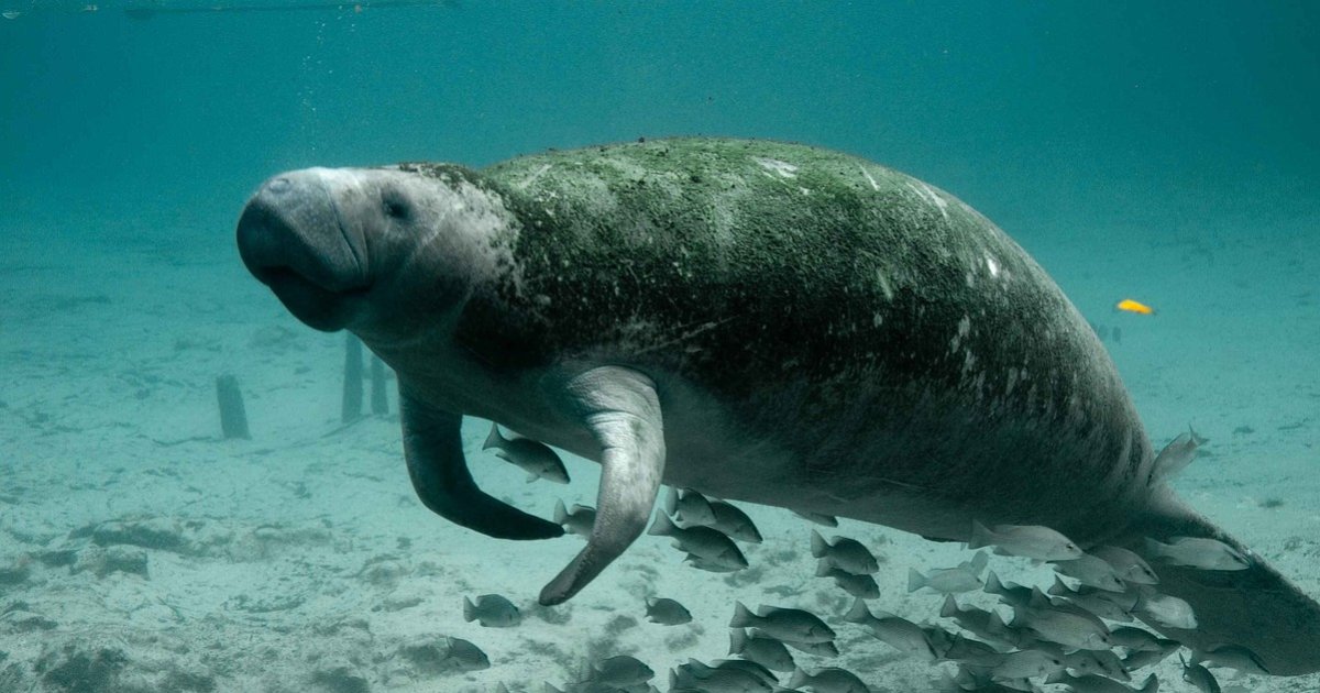 Countries with Marine Mammals as their National Animal Quiz - By