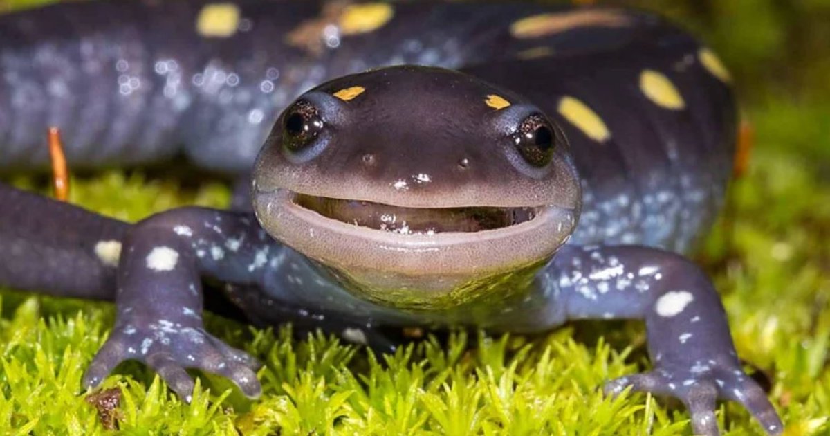 Similar Salamanders Quiz - By binchcheese279