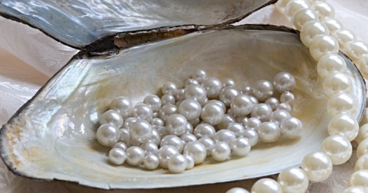 Find the Pearl Animals Quiz By alvir28