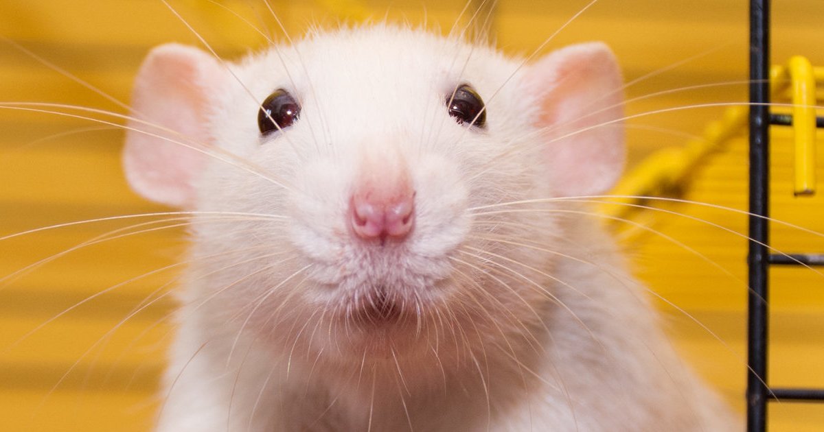 Can Rats Burp? Quiz By treessimontrees