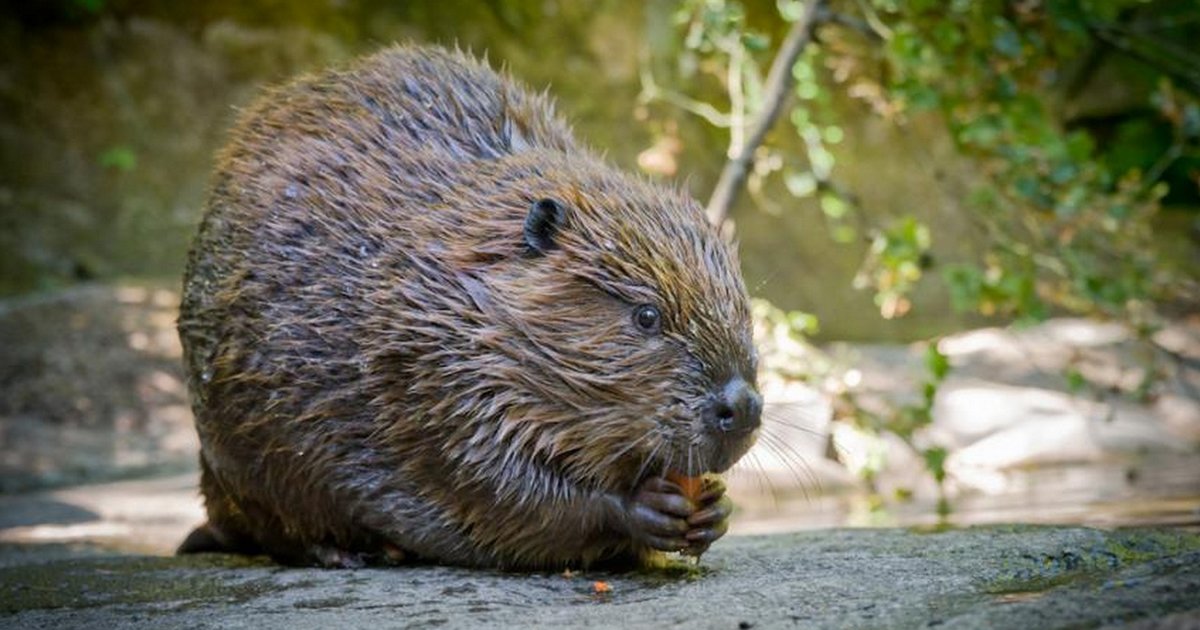 Cities in Oregon Illustrated Map Quiz By xyz_