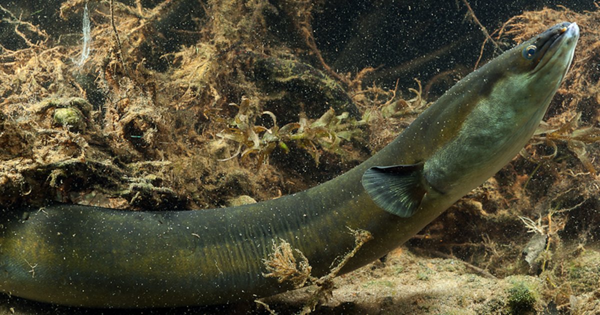 Slippery as an 'Eel' - Guess the words Quiz - By LostInArchives