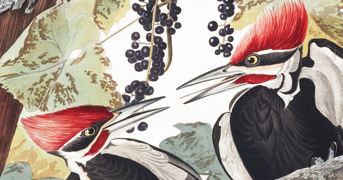 North American Woodpeckers Quiz By Breckenridge