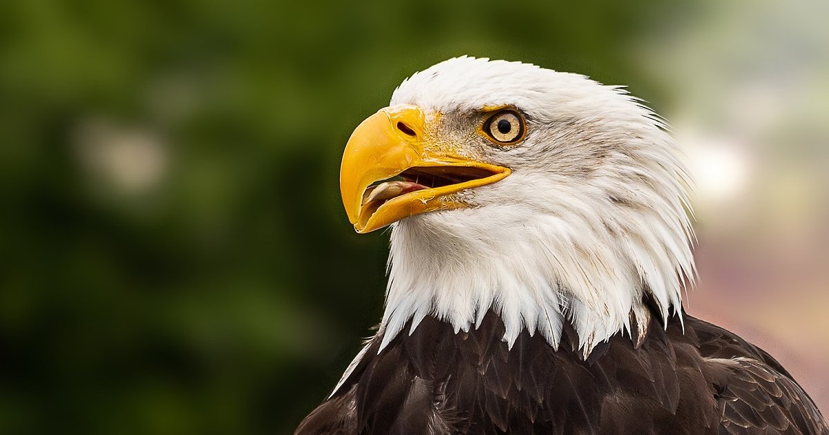 Word Ladder Philadelphia Eagles Field General Quiz