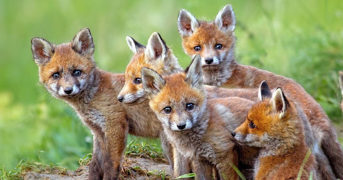 animal-group-names-quiz-by-supersleuth