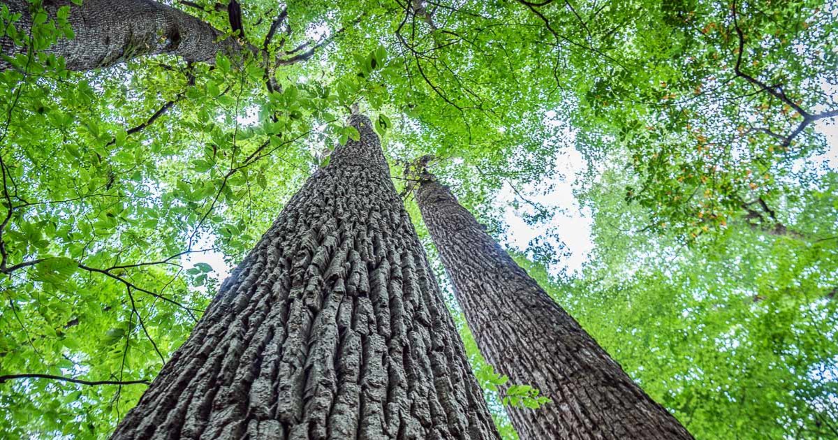 US State Trees Quiz - By Breckenridge