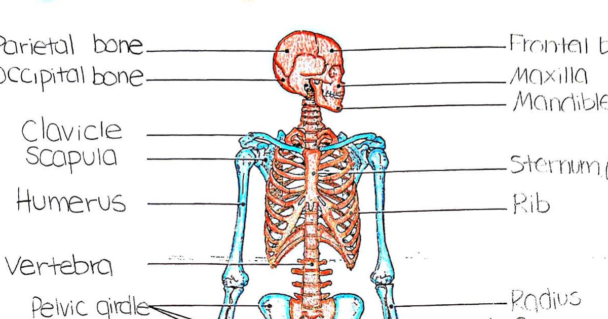 Bones Of The Skeleton Quiz