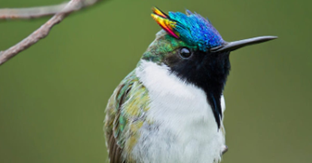 Find the Hummingbirds Quiz By DragMoogle