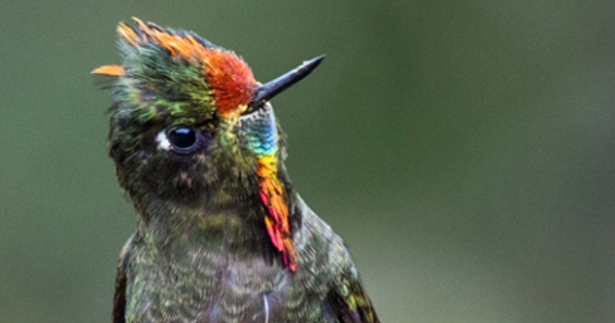 Find the Hummingbirds III Quiz By DragMoogle