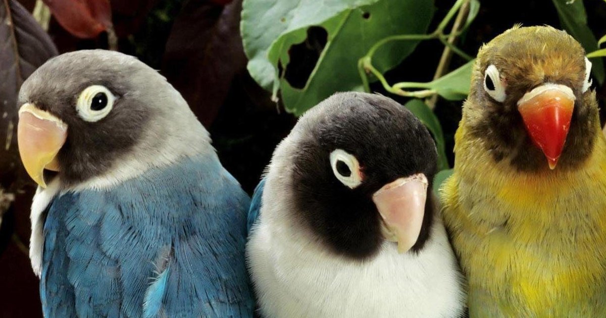 Bird Animal Group Names Quiz By Supersleuth bird-animal-group-names-quiz-by-supersleuth