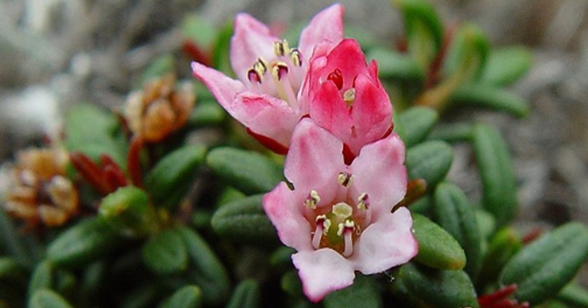 Find The AA Plants Quiz By DragMoogle Find the aa plants quiz by dragmoogle