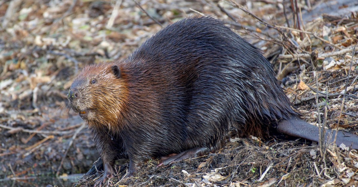 Beaver in 20 Languages Quiz - By punaposkibulbuli