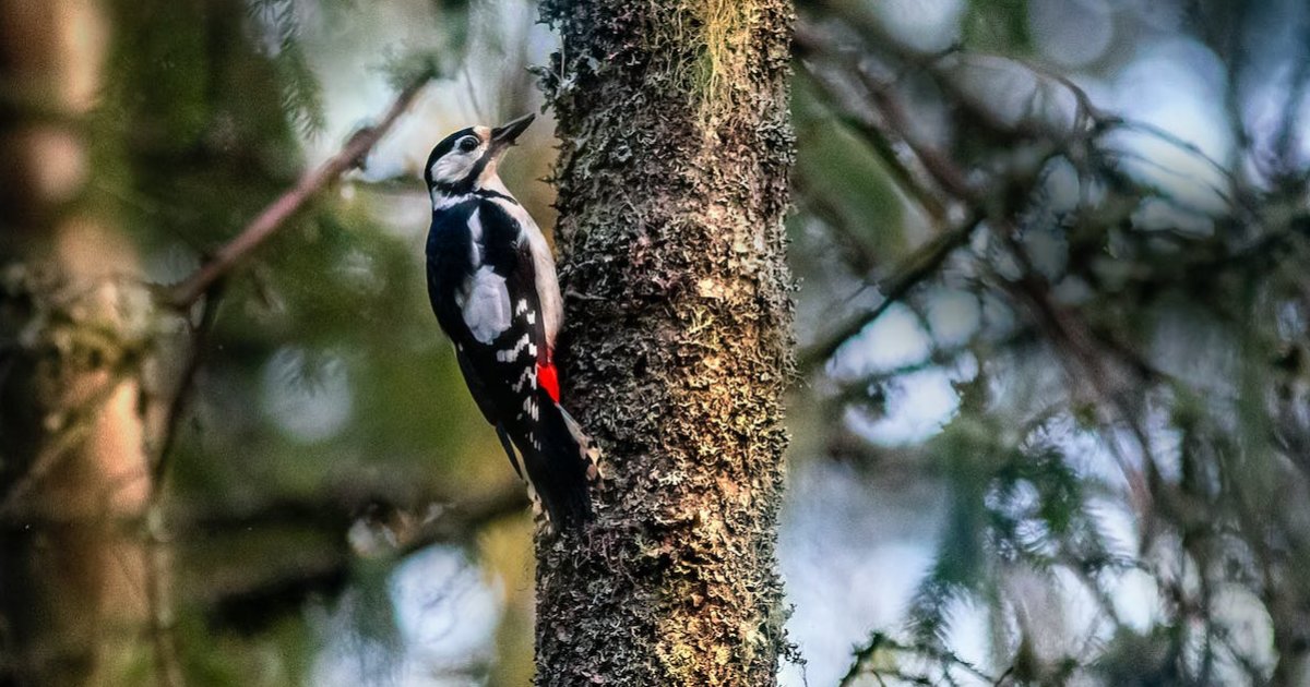 Woodpecker in 25 Languages Quiz By punaposkibulbuli