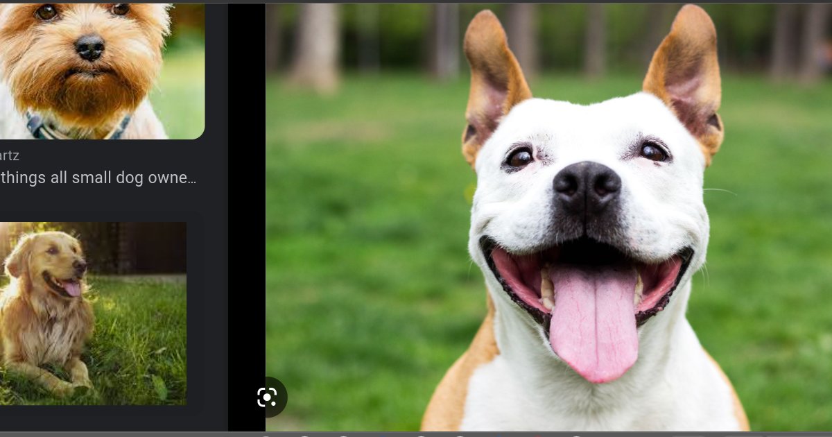 7 Common Dog Commands
