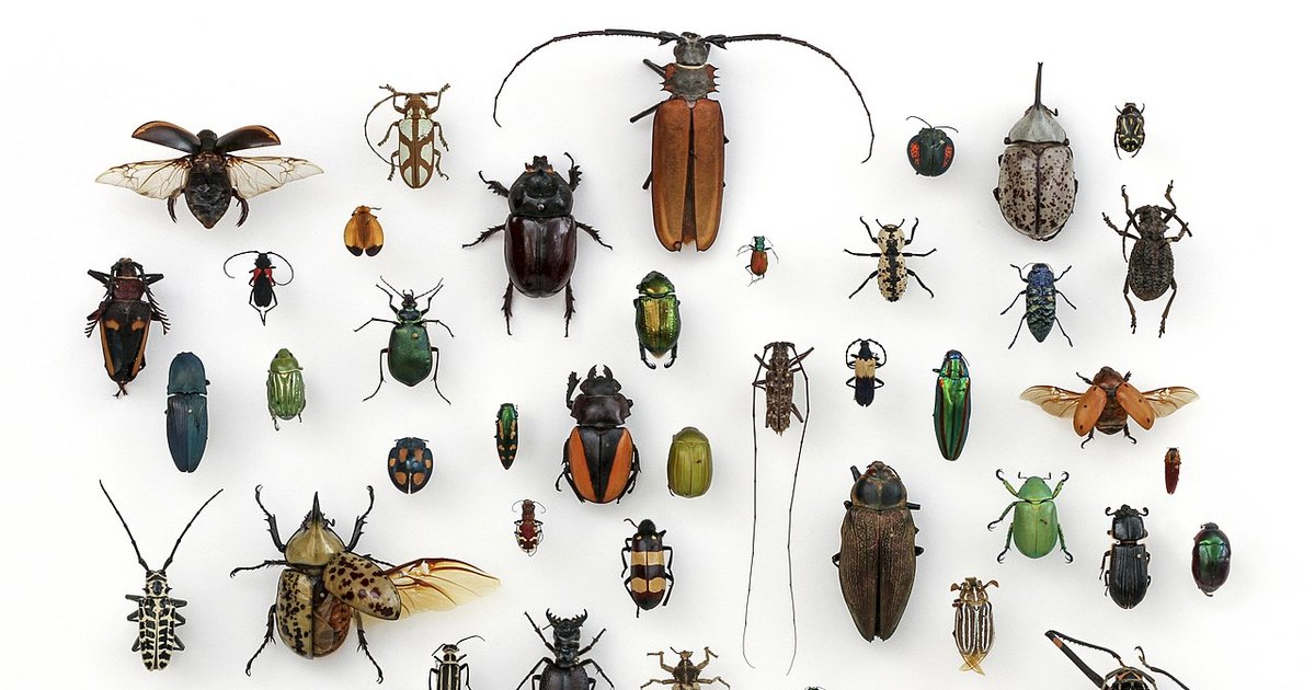 Insect Family Identification Quiz - By Bartimaeus_Co