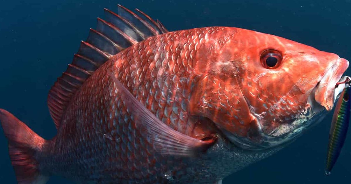 Australian fish Quiz By cbeaujar08