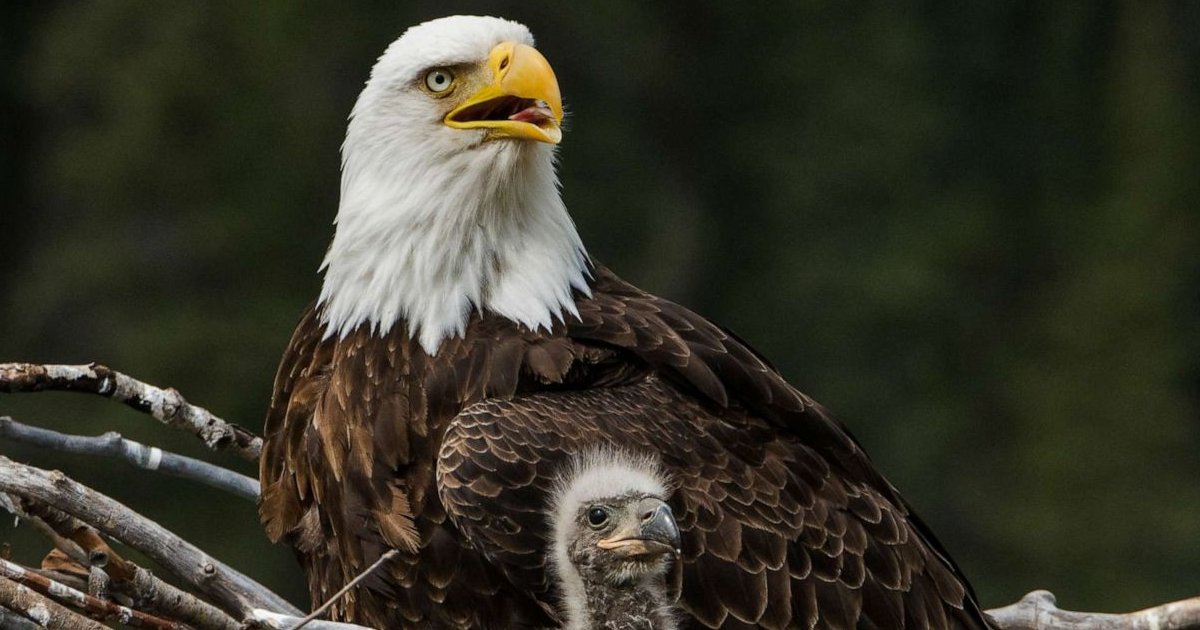 State Abbreviation Chain Map Quiz By 468178