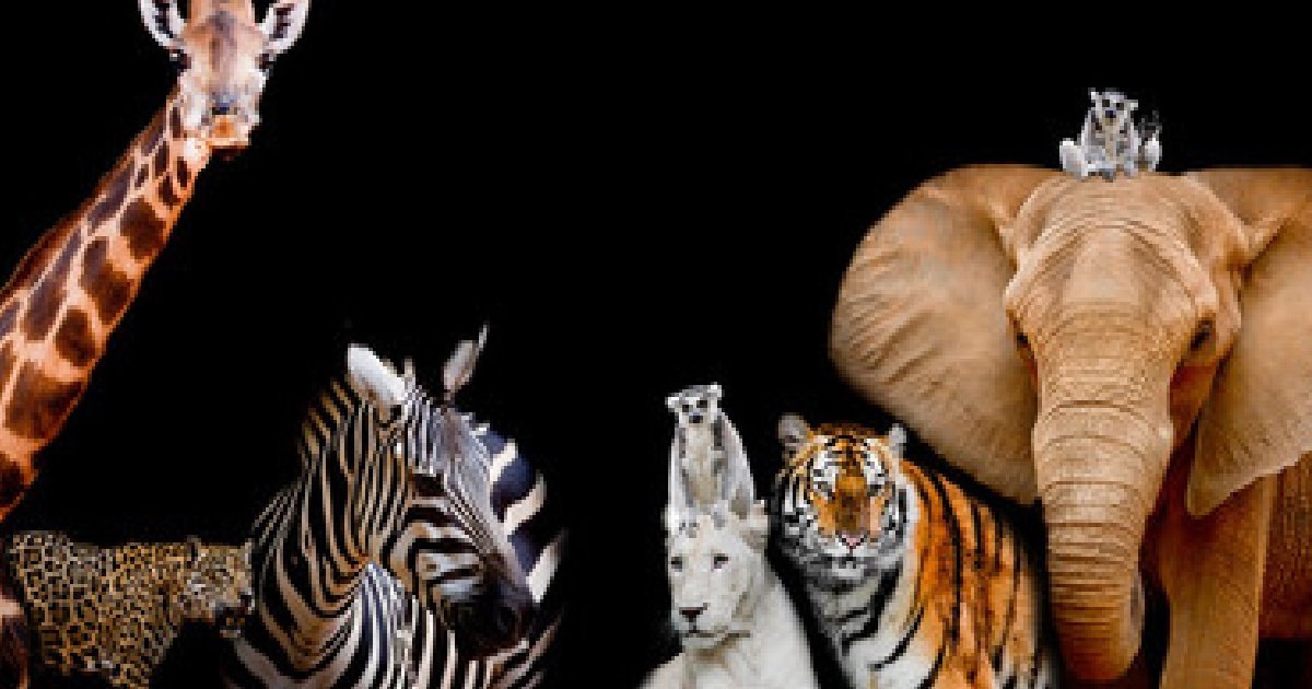 Animal Hybrids Quiz By cassie_ann