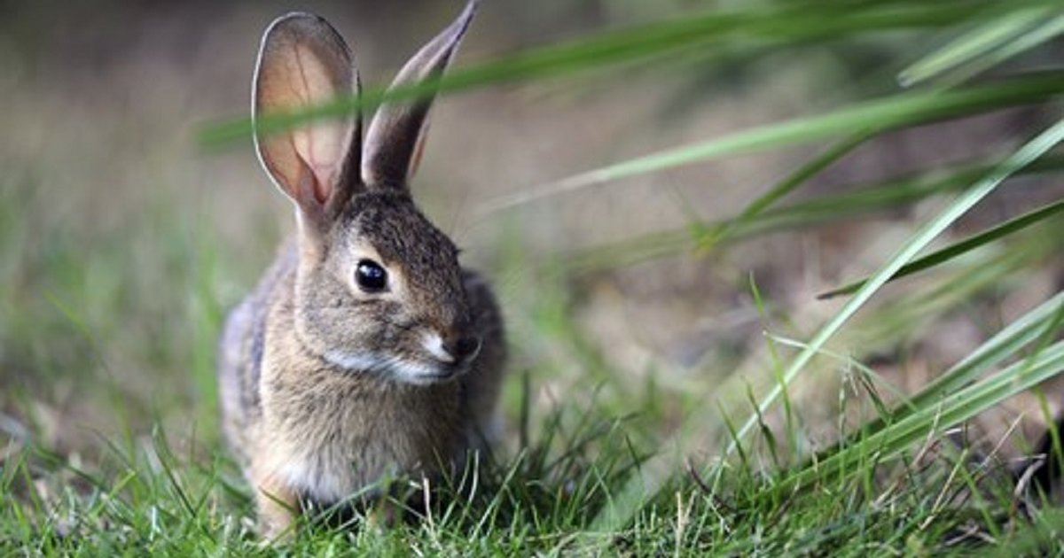 Find the Rabbit Animals Quiz