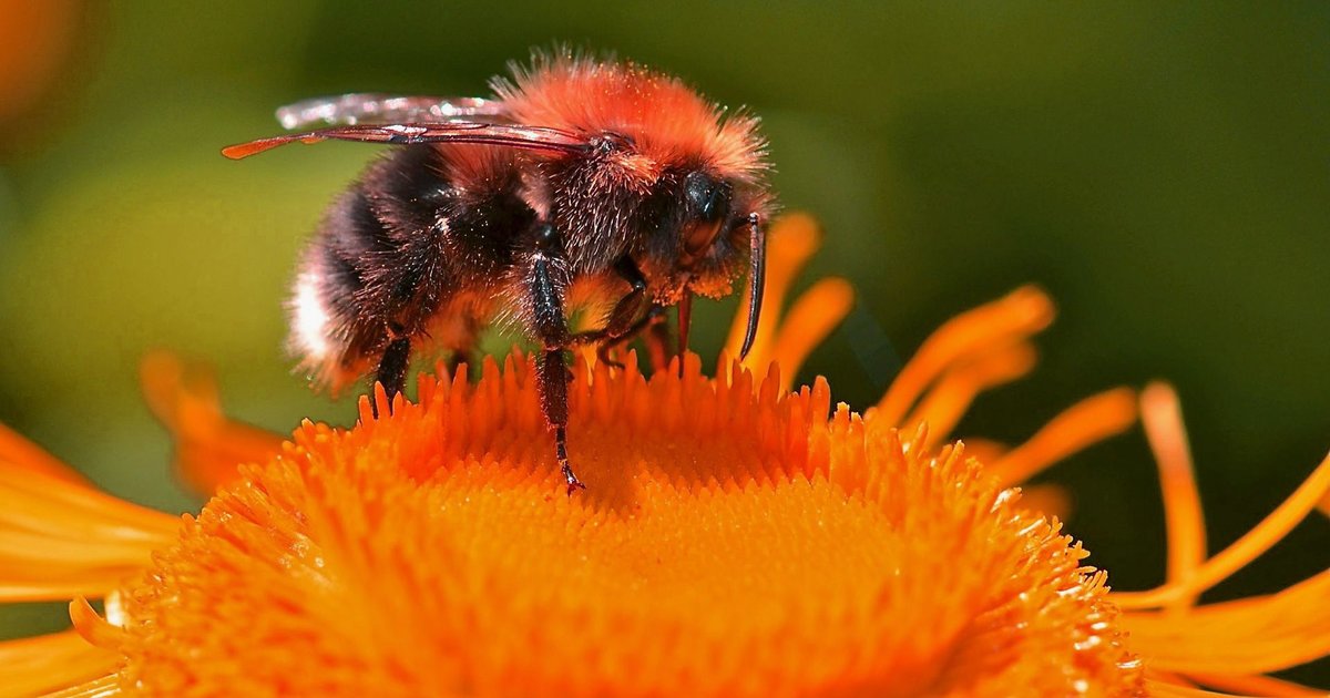 Busy Bees Crossword Quiz By grinchy Busy Bees Crossword Quiz By grinchy