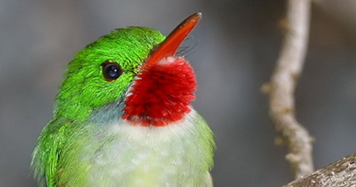 Find the 'J' Birds Quiz By DragMoogle