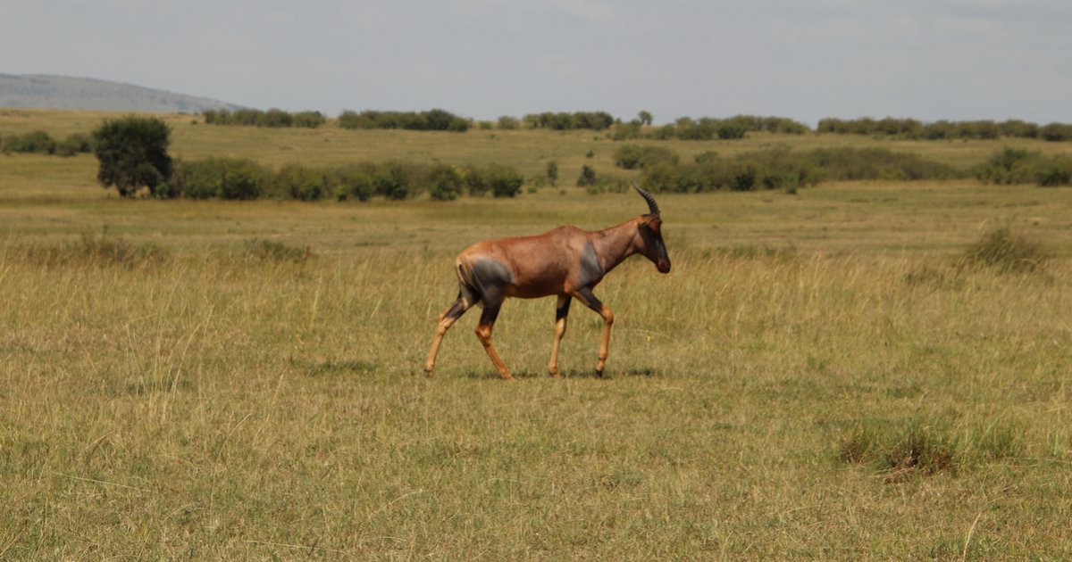 East African Wildlife Level 3 - Antelope Quiz - By Patrick_Greylock