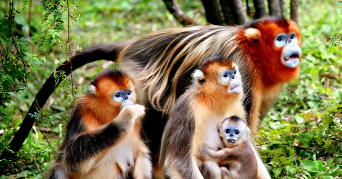 China Endemic Animals Search Quiz - By the_underground