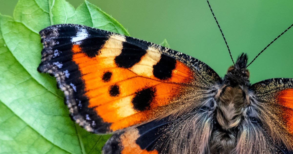British butterflies complete Quiz By AngusMorrison