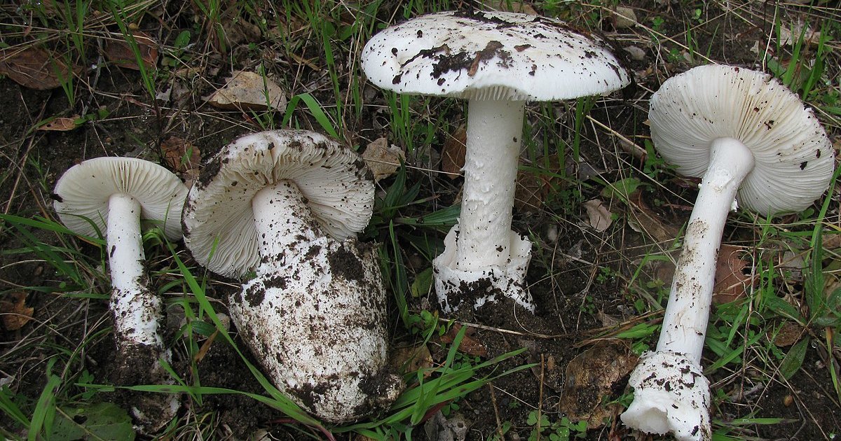 Mushroom or Norwegian Metal Band? Quiz By underthered7