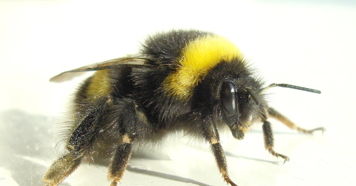 Insect ID Quiz By Carolynn55