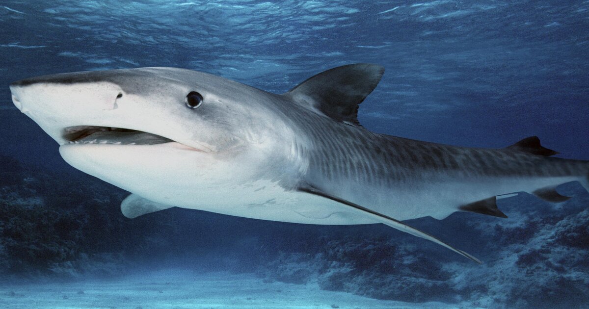 Species of Shark Quiz By fernya003