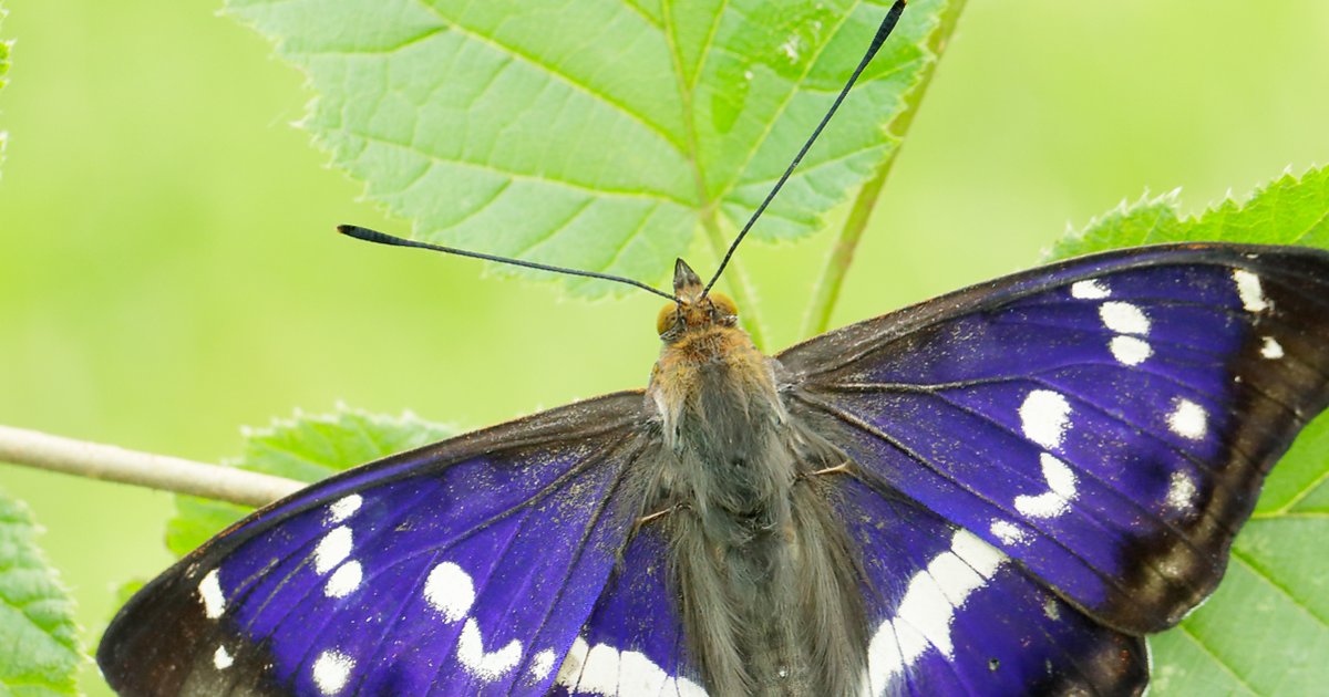 Moths and Butterflies Protected Species List (England) Quiz By