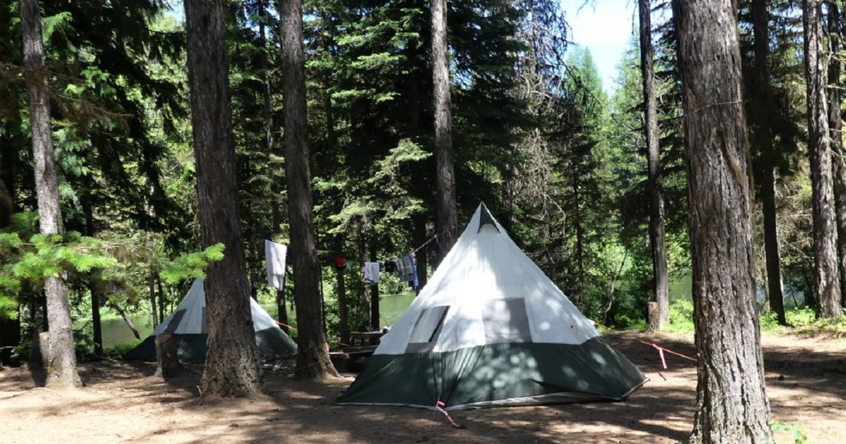 Tents and Trees Logic Puzzle 247 Quiz By garolo