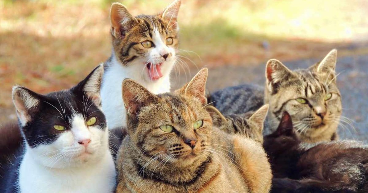 Cat Breeds Quiz By meadowrose