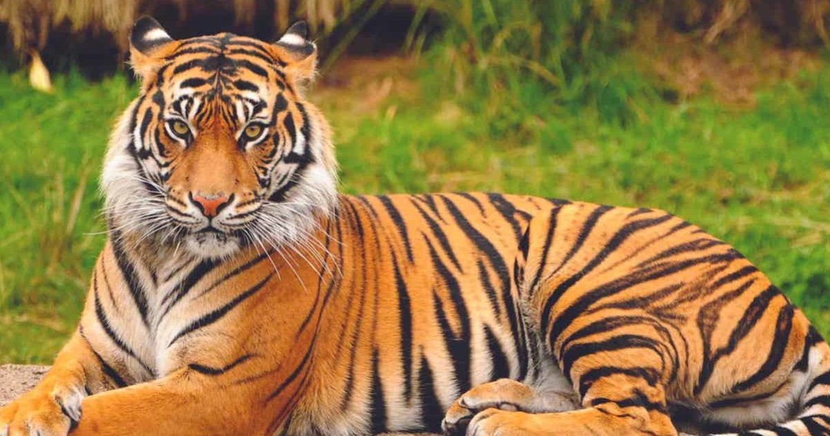 Animal Species: Crossword Quiz By blairjaxon Animal Species: Crossword Quiz By blairjaxon
