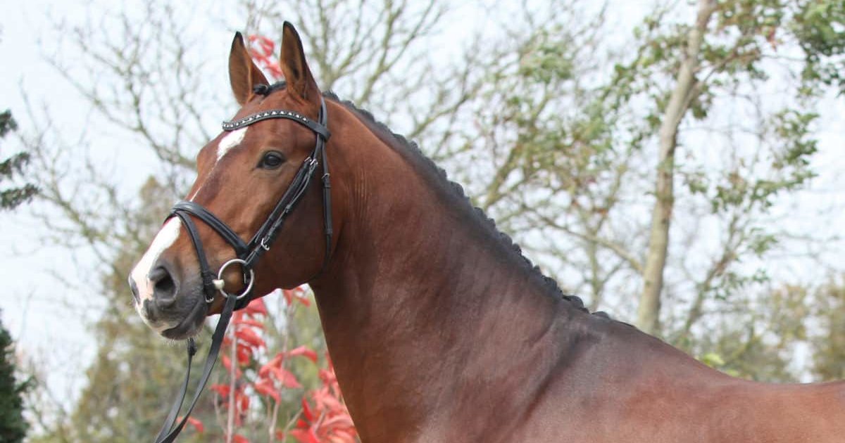 Can you match the horse breed to the picture? Quiz By caitlinfikes