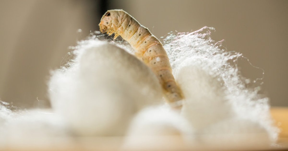 Find the Silk Animals Quiz By alvir28