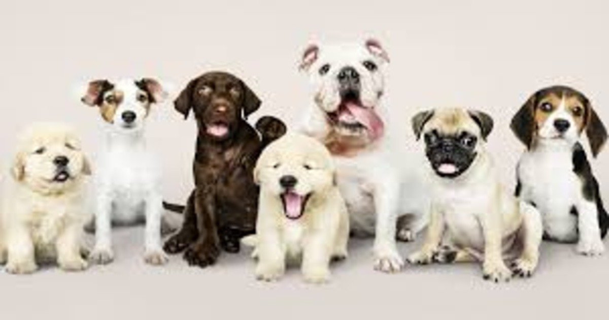 Dogs Sort Sorting Pictures: Dogs Quiz - By Bigt21
