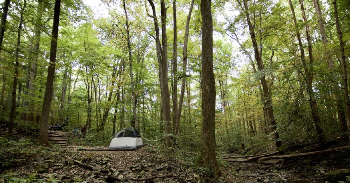 Tents and Trees Logic Puzzle 253 Quiz By garolo