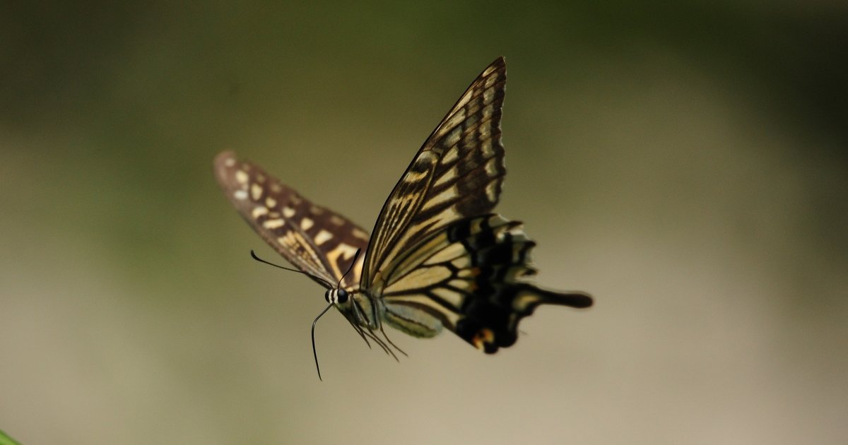 Sunday Crossword: Float Like A Butterfly Quiz By Blobfish123 Sunday Crossword: Float Like A Butterfly Quiz By Blobfish123
