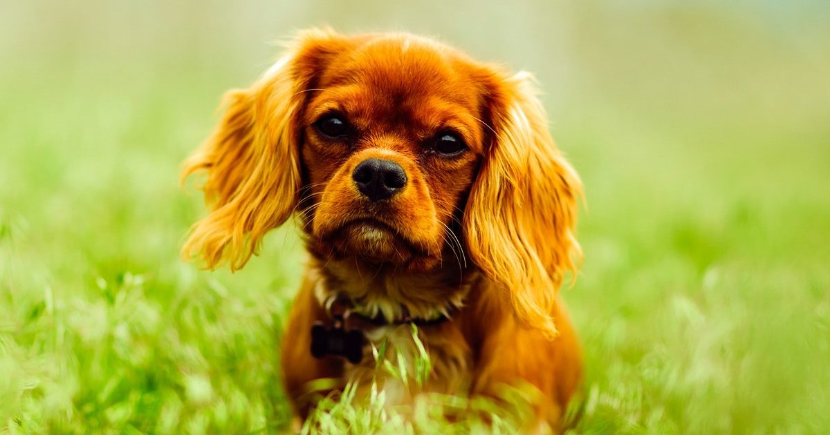top-100-dog-names-2023-boys-quiz-by-kingdome