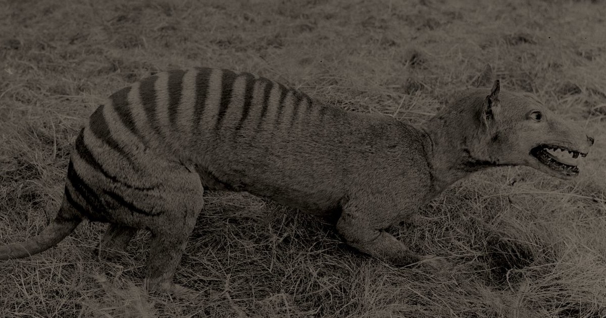 Rank These Less Known Species By Their Endangerment Quiz - By n14moenandar