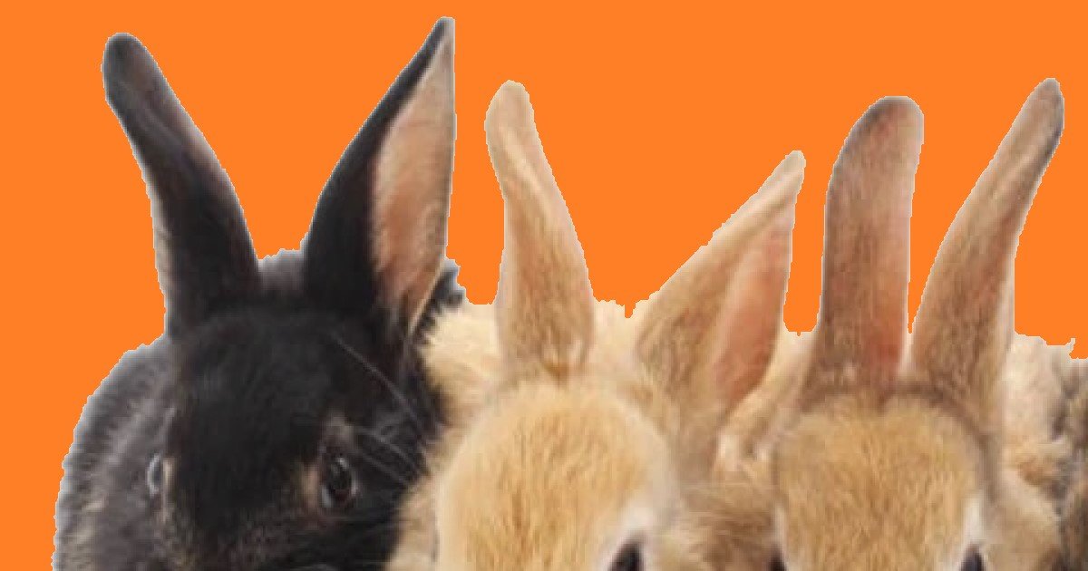 Breeds of Rabbit, or Not? Quiz By nabean