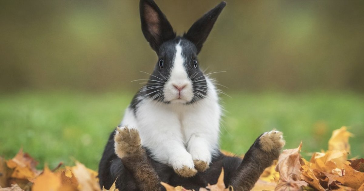 Order Up: Domestic Rabbit Taxonomy! Quiz - By sparkblip