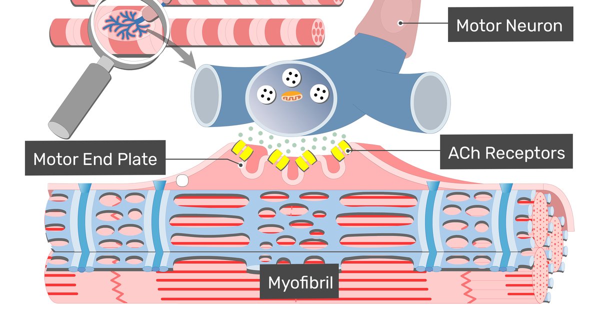 Excitationcontraction Coupling Quiz By FGCUAnP