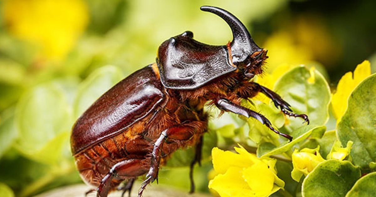 Meet the Beetles! Quiz - By Tasi