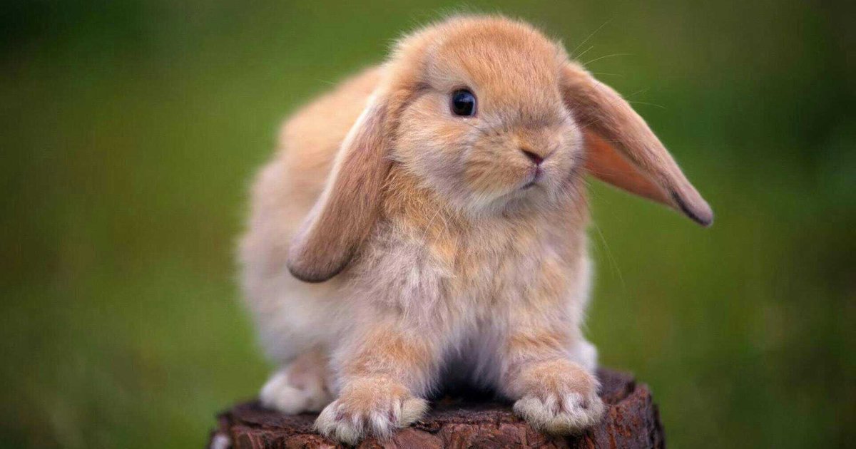 10 Most Popular Rabbit Breeds Quiz By angie111098